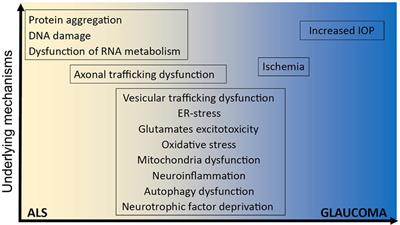 Dysfunction of Optineurin in Amyotrophic Lateral Sclerosis and Glaucoma